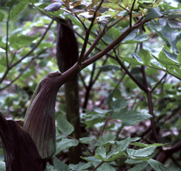 Angelica taiwaniana (quart pot)